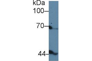 Western Blot; Sample: Gallus Serum; Primary Ab: 5µg/ml Rabbit Anti-Gallus INHbB Antibody Second Ab: 0.