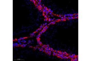 Immunofluorescence of paraffin embedded rat testis using AQP0 (ABIN7074547) at dilution of 1: 300 (300x lens) (MIP anticorps)