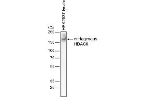 Western blotting analysis of human HDAC6 by mouse monoclonal antibody 3D2 in HEK-293T cell line under reducing conditions. (HDAC6 anticorps)