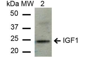 Western blot analysis of Mouse Liver cell lysates showing detection of ~21. (IGF1 anticorps  (PE))