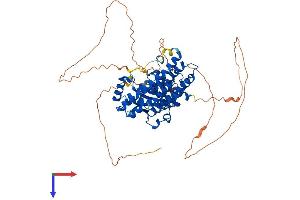 AlphaFold protein structure predicition of Human Recombinant NET1 Protein, UniprotID Q7Z628
