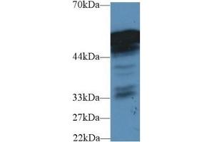 Fibrinogen beta Chain antibody  (AA 35-481)