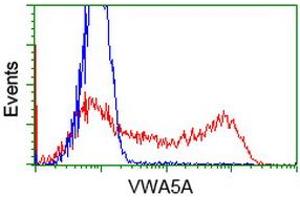 HEK293T cells transfected with either RC212185 overexpress plasmid (Red) or empty vector control plasmid (Blue) were immunostained by anti-VWA5A antibody (ABIN2453785), and then analyzed by flow cytometry. (VWA5A anticorps)