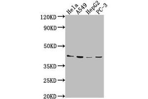 Western Blot Positive WB detected in: Hela whole cell lysate, A549 whole cell lysate, HepG2 whole cell lysate, PC-3 whole cell lysate All lanes: LPAR6 antibody at 1:2000 Secondary Goat polyclonal to rabbit IgG at 1/50000 dilution Predicted band size: 40 kDa Observed band size: 40 kDa