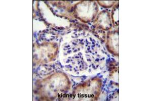 EFNB2 Antibody immunohistochemistry analysis in formalin fixed and paraffin embedded human kidney tissue followed by peroxidase conjugation of the secondary antibody and DAB staining. (Ephrin B2 anticorps  (AA 157-186))