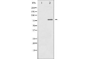 Western blot analysis of PKC delta expression in MCF7 whole cell lysates,The lane on the left is treated with the antigen-specific peptide. (PKC delta anticorps  (C-Term))