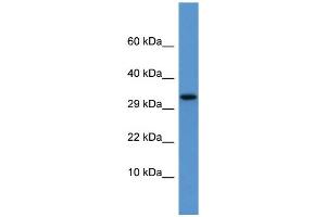 WB Suggested Anti-Apof Antibody Titration:  0. (Apolipoprotein F anticorps  (C-Term))