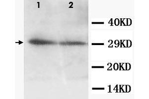 Western Blot analysis of AQP5 expression from cell extracts with AQP5 polyclonal antibody . (Aquaporin 5 anticorps  (C-Term))