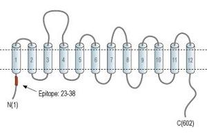 Representative domain view of the target of ABIN7885507.