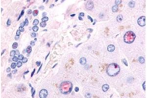 Anti-NR2F6 antibody  ABIN1049138 IHC staining of human liver.