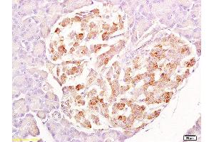 Formalin-fixed and paraffin embedded rat pancreas labeled with Anti-SRG4 Polyclonal Antibody, Unconjugated  at 1:200 followed by conjugation to the secondary antibody and DAB staining.