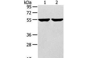Western Blot analysis of 231 and hepg2 cell using TRIM62 Polyclonal Antibody at dilution of 1:400