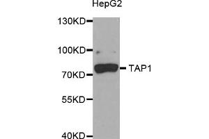 Western blot analysis of extracts of HepG2 cells, using TAP1 antibody (ABIN5973658) at 1/1000 dilution. (TAP1 anticorps)