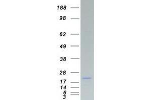 Validation with Western Blot