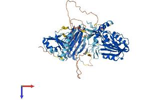 AlphaFold protein structure predicition of Mouse Recombinant Alkbh8 Protein, UniprotID Q80Y20