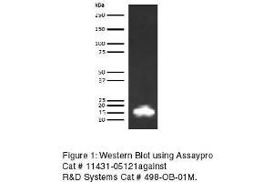 Western Blotting (WB) image for anti-Leptin (LEP) antibody (Biotin) (ABIN613249) (Leptin anticorps  (Biotin))
