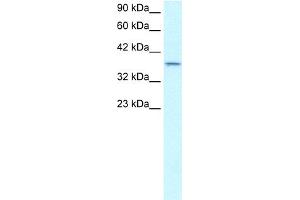 WB Suggested Antibody Titration:  0. (SMAD7 anticorps  (N-Term))