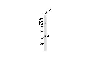 Western blot analysis of lysate from HepG2 cell line, using FGL1 Antibody at 1:1000 at each lane.