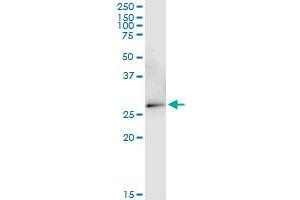 VDAC2 monoclonal antibody (M01), clone 3D2.