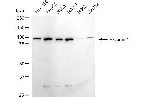 Western blotting analysis using Exportin 1 antibody (ABIN7798550).