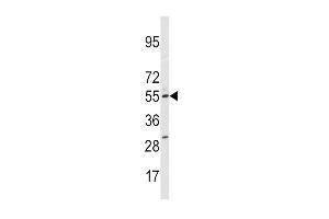 Western blot analysis of anti-CYP11A1 Antibody (N-term) (ABIN392388 and ABIN2842016) in HepG2 cell line lysates (35 μg/lane).