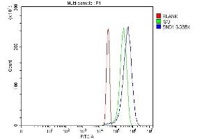 anti-Staphylococcal Nuclease Domain Containing Protein 1 (SND1) (AA 20-204) antibody