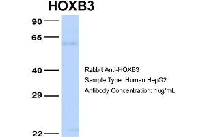 Host: Rabbit Target Name: HOXB3 Sample Type: HepG2 Antibody Dilution: 1. (HOXB3 anticorps  (N-Term))