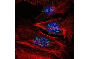 Immunofluorescence analysis of 3T3-L1 cells using MAP3K2 mouse mAb (green). (MAP3K2 anticorps)