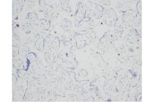 Immunohistochemistry (IHC) image for anti-Resistin (RETN) antibody (ABIN181156) (Resistin anticorps)