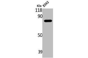Western Blot analysis of K562 cells using LRRC41 Polyclonal Antibody (LRRC41 anticorps  (Internal Region))