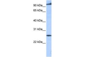 Western Blotting (WB) image for anti-Phosphatidic Acid Phosphatase Type 2 Domain Containing 1B (PPAPDC1B) antibody (ABIN2463314) (PPAPDC1B anticorps)