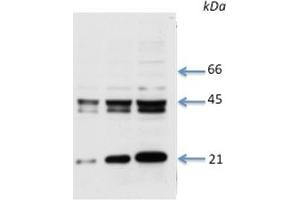 Species+tissue/cell type: Total rat cardiac lysate 1: 8 ug total cardiac lysate 2: 15 ug total cardiac lysate 3: 30 ug total cardiac lysate4: 50 ug total cardiac lysate Primary antibody dilution: 1 ug/ml (Connexin 43/GJA1 anticorps  (Middle Region))