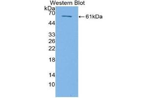 Western Blotting (WB) image for anti-Transforming Growth Factor, beta Receptor III (TGFBR3) (AA 469-724) antibody (ABIN1871472) (TGFBR3 anticorps  (AA 469-724))