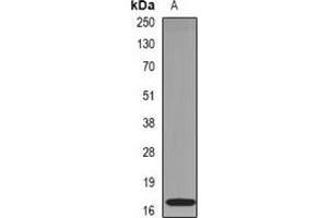 Western blot analysis of RNase 1 expression in mouse pancreas (A) whole cell lysates. (RNASE1 anticorps)