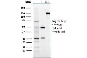 SDS-PAGE Analysis Purified FOXP3 Mouse Monoclonal Antibody (3G3). (FOXP3 anticorps)
