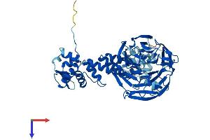 AlphaFold protein structure predicition of Mouse Recombinant Klhl23 Protein, UniprotID Q6GQU2