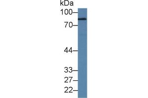 Rabbit Detection antibody from the kit in WB with Positive Control: Bovine stomach lysate.