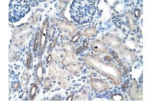 MUC1 antibody was used for immunohistochemistry at a concentration of 4-8 ug/ml to stain Epithelial cells of renal tubule (arrows) in Human Kidney. (MUC1 anticorps  (C-Term))