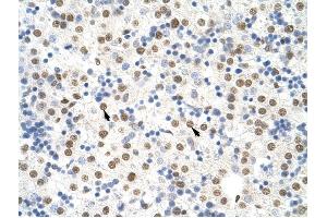 NONO antibody was used for immunohistochemistry at a concentration of 4-8 ug/ml to stain Hepatocytes (arrows) in Human Liver. (NONO anticorps  (C-Term))