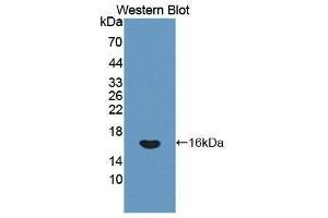 Western Blotting (WB) image for anti-Interferon gamma (IFNG) (AA 24-166) antibody (ABIN1859284) (Interferon gamma anticorps  (AA 24-166))