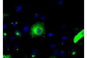Image no. 8 for anti-Amyloid beta (A4) Precursor Protein (APP) antibody (ABIN1496876) (APP anticorps)