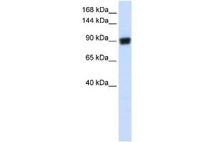 WB Suggested Anti-RAD54B Antibody Titration:  0. (RAD54B anticorps  (N-Term))