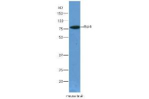 Lane 1:mouse brain lysates probed with Rabbit Anti-Bcl6 Polyclonal Antibody, Unconjugated  at 1:5000 for 90 min at 37˚C. (BCL6 anticorps  (AA 501-600))