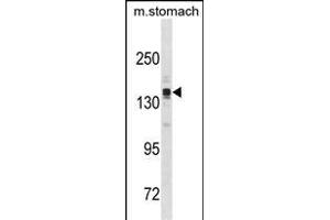 ASTN2 Antibody (N-term) (ABIN1881076 and ABIN2838727) western blot analysis in mouse stomach tissue lysates (35 μg/lane). (Astrotactin 2 anticorps  (N-Term))