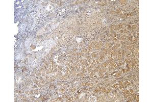 (ABIN185248) (5 μg/mL) staining of paraffin embedded Human Kidney.