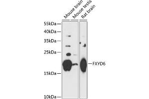 Western blot analysis of extracts of various cell lines, using FXYD6 antibody (ABIN7267279) at 1:3000 dilution.