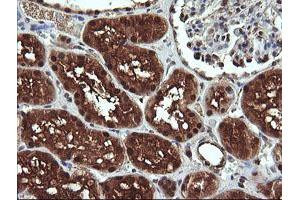 Image no. 5 for anti-D-Dopachrome Tautomerase (DDT) antibody (ABIN1497795)