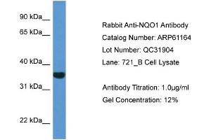 Western Blotting (WB) image for anti-NAD(P)H Dehydrogenase, Quinone 1 (NQO1) (C-Term) antibody (ABIN2788701)