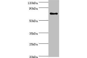 Western blot All lanes: SLC27A6 antibody at 4 μg/mL + MCF-7 whole cell lysate Secondary Goat polyclonal to rabbit IgG at 1/10000 dilution Predicted band size: 70 kDa Observed band size: 70 kDa (SLC27A6 anticorps  (AA 370-619))