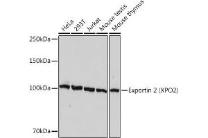 Western blot analysis of extracts of various cell lines, using Exportin 2 (XPO2) Rabbit mAb (ABIN7266533) at 1:1000 dilution. (Exportin 2 anticorps)